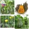 15 Hạt Hạt Giống Bí Đỏ, Đậu, Hồ Lô - Tặng Kèm Phân, Giá Ưu Đãi 6.500 5