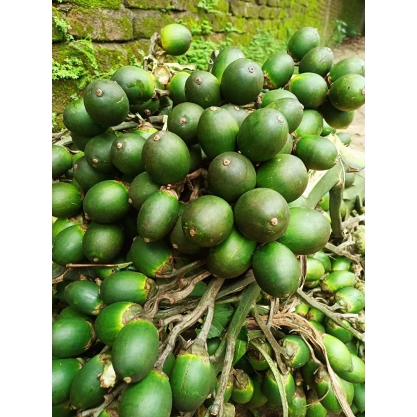 Hình ảnh sản phẩm 1kg quả cau tươi nhà trồng mới hái - Giá 35.000, chỉ còn 28.000, giao nhanh