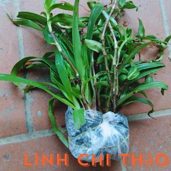 Hình ảnh sản phẩm 2 bầu cây linh chi thảo tía tím - trị đa dày, trĩ, polyp, giảm giá 38.000