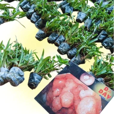 2 bầu cây linh chi thảo tía tím - trị đa dày, trĩ, polyp, giảm giá 38.000 4