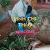 2 bầu cây linh chi thảo tía tím - trị đa dày, trĩ, polyp, giảm giá 38.000 5