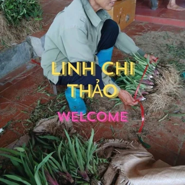 2 bầu cây linh chi thảo tía tím - trị đa dày, trĩ, polyp, giảm giá 38.000 5