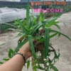 2 bầu cây linh chi thảo tía tím - trị đa dày, trĩ, polyp, giảm giá 38.000 6