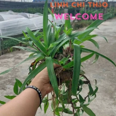 2 bầu cây linh chi thảo tía tím - trị đa dày, trĩ, polyp, giảm giá 38.000 6