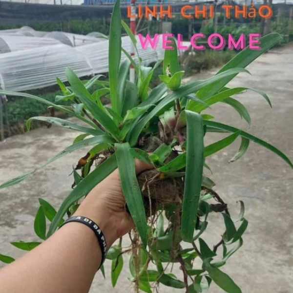 Trải nghiệm thực tế với 2 bầu cây linh chi thảo tía tím: cảm nhận hương vị và cảm giác sau khi sử dụng