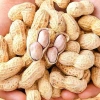 500g Lạc Củ và Lạc Rang Nguyên Vỏ Tẩm Vị, Đậu Phộng Rang Chín giảm giá 35.480₫