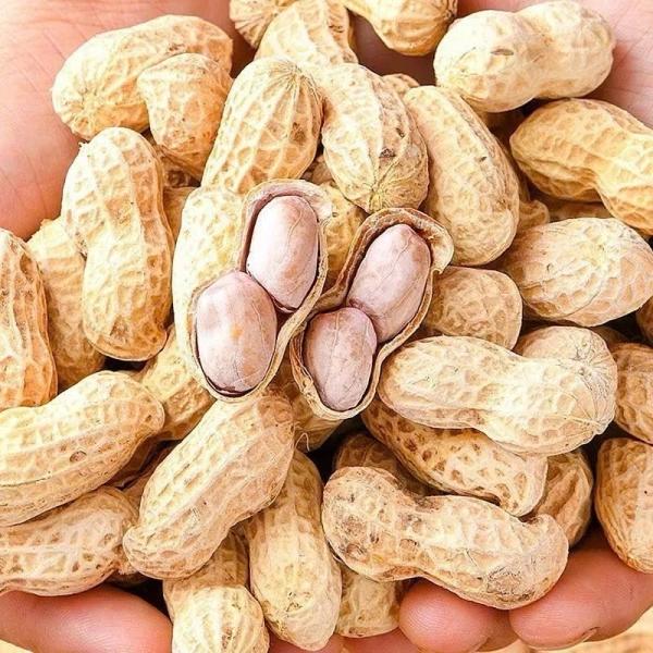 Hình ảnh sản phẩm 500g Lạc Củ và Lạc Rang Nguyên Vỏ Tẩm Vị, Đậu Phộng Rang Chín giảm giá 35.480₫