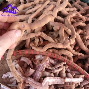 Ba kích tím rừng Quảng Ninh tươi ngâm rượu bổ thận tráng dương tăng sinh lý chỉ 120k 2