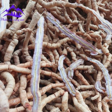 Ba kích tím rừng Quảng Ninh tươi ngâm rượu bổ thận tráng dương tăng sinh lý chỉ 120k 3