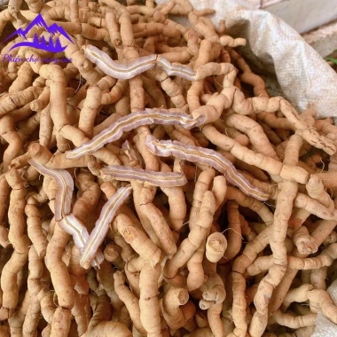 Ba kích tím rừng Quảng Ninh tươi ngâm rượu bổ thận tráng dương tăng sinh lý chỉ 120k 4