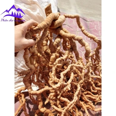 Ba kích tím rừng Quảng Ninh tươi ngâm rượu bổ thận tráng dương tăng sinh lý chỉ 120k 5
