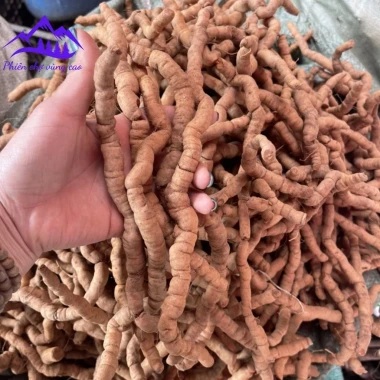 Ba kích tím rừng Quảng Ninh tươi ngâm rượu bổ thận tráng dương tăng sinh lý chỉ 120k 6