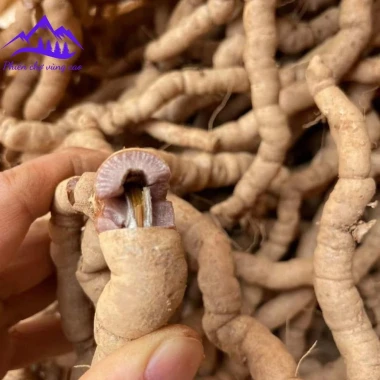 Ba kích tím rừng Quảng Ninh tươi ngâm rượu bổ thận tráng dương tăng sinh lý chỉ 120k 7