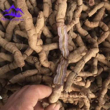 Ba kích tím rừng Quảng Ninh tươi ngâm rượu bổ thận tráng dương tăng sinh lý chỉ 120k 9