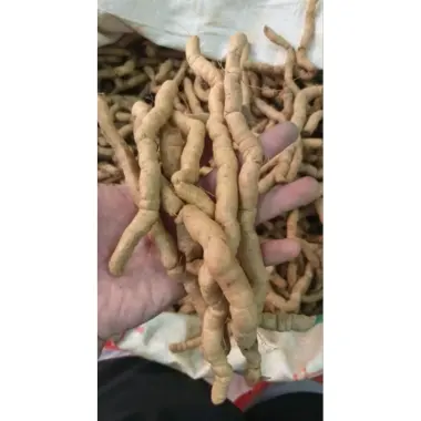 Ba Kích Tím Tươi Nguyên Củ Quảng Ninh Loại 1 Giảm Giá Chỉ 194.000đ/Kg - Mua Ngay 4