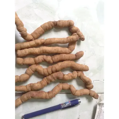 Ba Kích Tím Tươi Nguyên Củ Quảng Ninh Loại 1 Giảm Giá Chỉ 194.000đ/Kg - Mua Ngay 10