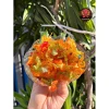 Bánh Tráng Phơi Sương Ngũ Sắc Dẻo - Combo 10 Gói + Muối Bò Ớt Rim - Giảm 15% Còn 55K 5