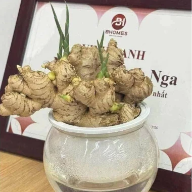 Bình Thủy Sinh Trồng Gừng Cây Cảnh Bonsai Chất Liệu Nhựa PE Cao Cấp Chịu Nắng Mưa Giá Chỉ 50k 2 Bình Thủy Sinh Trồng Gừng Cây Cảnh Bonsai Chất Liệu Nhựa PE Cao Cấp Chịu Nắng Mưa Giá Chỉ 50k 2