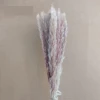 Bông Lau Xù Sấy Khô Trang Trí Chụp Ảnh - Background Sân Khấu Tiệc Cưới Giá Tốt 15900đ 12