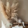 Bông Lau Xù Sấy Khô Trang Trí Chụp Ảnh - Background Sân Khấu Tiệc Cưới Giá Tốt 15900đ 34