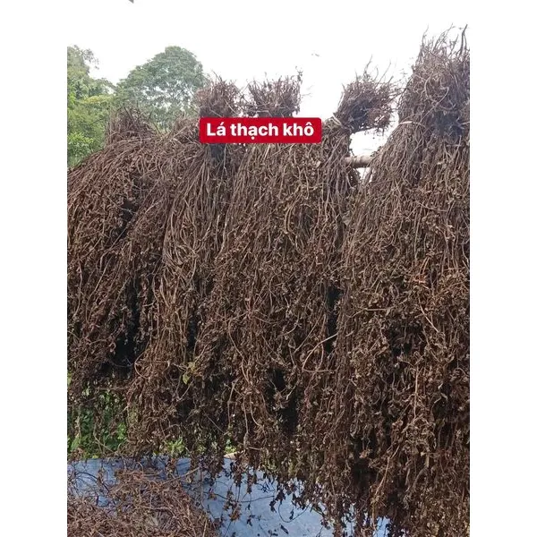 Trải nghiệm thực tế: Đánh giá hương vị và kết cấu của Bột Thạch Đen Cao Bằng Loại 1