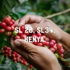 Cà Phê Kenya Othaya FCS Kiaguthu AA Natural – Giá giảm: 280.000 tại Stupiducks Đà Lạt 5
