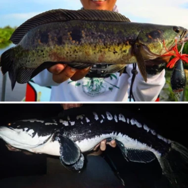 Cần Câu Lure Carbon Siêu Nhạy 1m65/1m8 - Câu Biển & Nước Ngọt Giá Rẻ 98000đ 10 Cần Câu Lure Carbon Siêu Nhạy 1m65/1m8 - Câu Biển & Nước Ngọt Giá Rẻ 98000đ 10