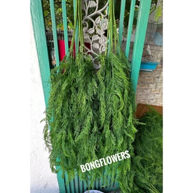 Cành Lá Giả Rủ Tùng Kim Trang Trí Noel, Decor Quán Giá Tốt 19000đ 5