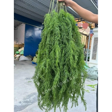 Cành Lá Giả Rủ Tùng Kim Trang Trí Noel, Decor Quán Giá Tốt 19000đ 11
