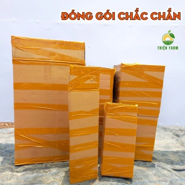 Cây Chanh Vàng Mỹ 80cm THIỆN FARM Quả ngọt thơm dùng salad, trà chanh – Giá 120.250 VND 6 Cây Chanh Vàng Mỹ 80cm THIỆN FARM Quả ngọt thơm dùng salad, trà chanh – Giá 120.250 VND 6