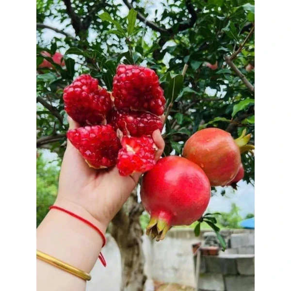 Hình ảnh sản phẩm Cây giống lựu đỏ lùn Thái Lan - trái siêu ngọt, thu hoạch nhanh, ưu đãi 45.000 VND