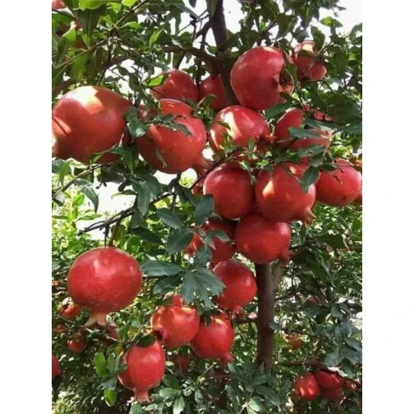Hình ảnh sản phẩm Cây giống lựu đỏ lùn Thái Lan - trái siêu ngọt, thu hoạch nhanh, ưu đãi 45.000 VND