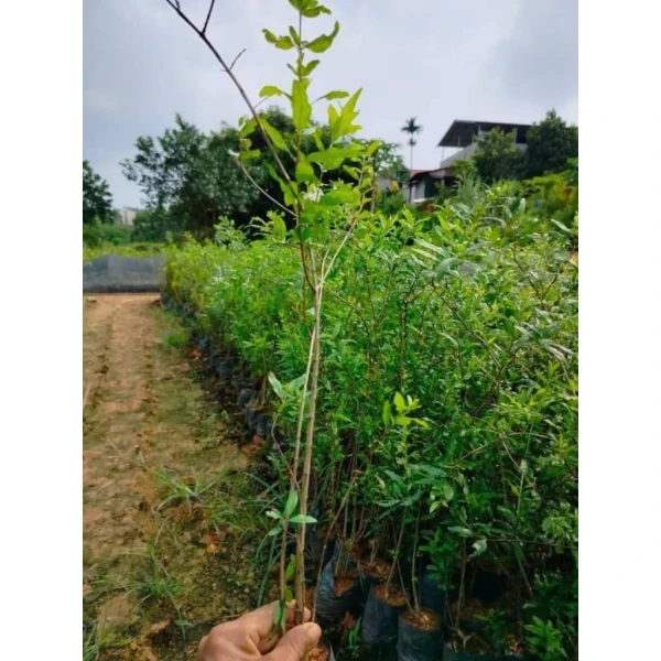 Hình ảnh sản phẩm Cây giống lựu đỏ lùn Thái Lan - trái siêu ngọt, thu hoạch nhanh, ưu đãi 45.000 VND