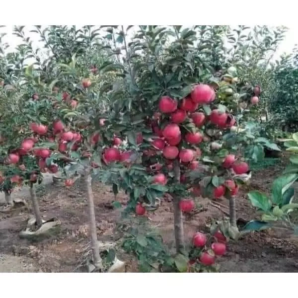 Hình ảnh sản phẩm Cây giống táo đỏ lùn tứ quý thế hệ mới chuẩn F1 - giá chỉ 30.000đ, chất lượng cao