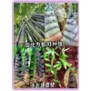 Cây giống tre sẵn có – Giao nhanh Tre tím Luo Han, Tre vàng chống lạnh, hạt lớn, chỉ 80.530₫ 2