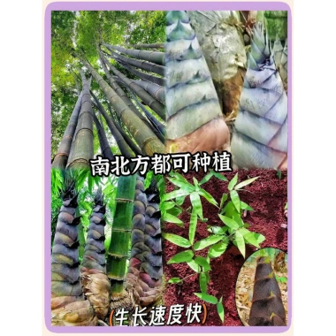 Cây giống tre sẵn có – Giao nhanh Tre tím Luo Han, Tre vàng chống lạnh, hạt lớn, chỉ 80.530₫