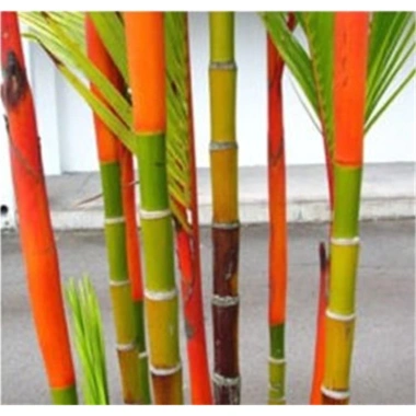 Cây giống tre sẵn có – Giao nhanh Tre tím Luo Han, Tre vàng chống lạnh, hạt lớn, chỉ 80.530₫