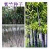 Cây giống tre sẵn có – Giao nhanh Tre tím Luo Han, Tre vàng chống lạnh, hạt lớn, chỉ 80.530₫ 5
