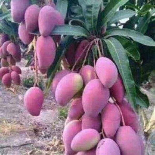 So sánh giá và chất lượng cây giống xoài tím Ngọc Vân Siêu Trái với các lựa chọn khác trên thị trường