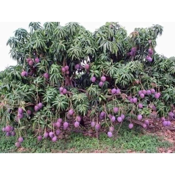 Hình ảnh sản phẩm Cây giống xoài tím Ngọc Vân Siêu Trái giá chỉ 25.000đ, chất lượng tươi