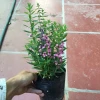 Cây Hoa Ngọc Hân Violet Nhật Cao 20-35cm Phát Triển Quanh Năm Giá 19.000Đ 2