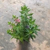 Cây Hoa Ngọc Hân Violet Nhật Cao 20-35cm Phát Triển Quanh Năm Giá 19.000Đ 3