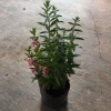 Cây Hoa Ngọc Hân Violet Nhật Cao 20-35cm Phát Triển Quanh Năm Giá 19.000Đ 4