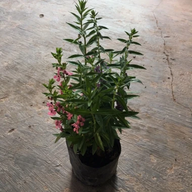 Cây Hoa Ngọc Hân Violet Nhật Cao 20-35cm Phát Triển Quanh Năm Giá 19.000Đ 4