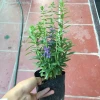 Cây Hoa Ngọc Hân Violet Nhật Cao 20-35cm Phát Triển Quanh Năm Giá 19.000Đ 5