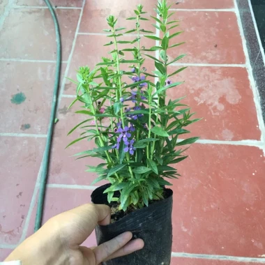 Cây Hoa Ngọc Hân Violet Nhật Cao 20-35cm Phát Triển Quanh Năm Giá 19.000Đ 5