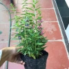 Cây Hoa Ngọc Hân Violet Nhật Cao 20-35cm Phát Triển Quanh Năm Giá 19.000Đ 6