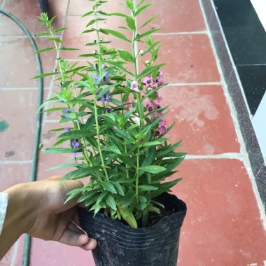 Cây Hoa Ngọc Hân Violet Nhật Cao 20-35cm Phát Triển Quanh Năm Giá 19.000Đ 6