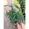 Cây Hoa Ngọc Hân Violet Nhật Cao 20-35cm Phát Triển Quanh Năm Giá 19.000Đ 7