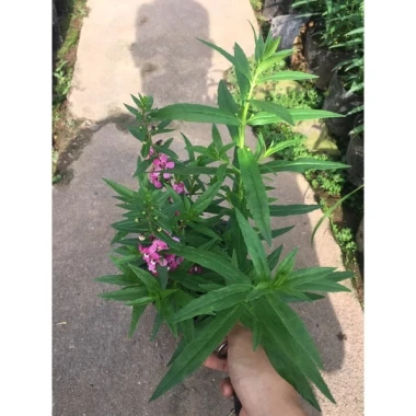 Cây Hoa Ngọc Hân Violet Nhật Cao 20-35cm Phát Triển Quanh Năm Giá 19.000Đ 8